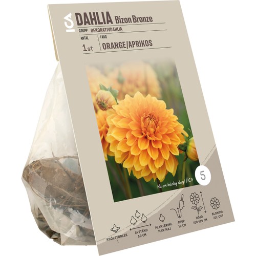 Dahlia Bizon Bronze