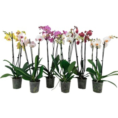 Phalaenopsis orkidé 3-stänglar 12cm kruka varierande färger