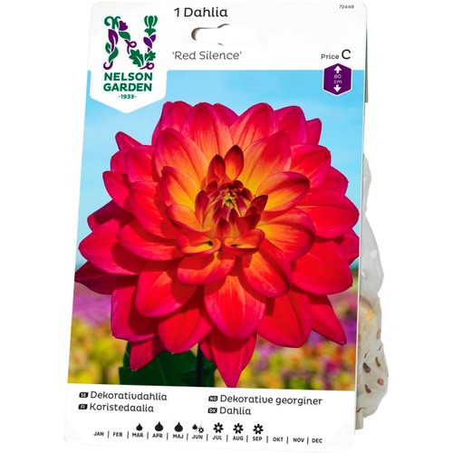 Vårlök Dahlia Hög Dek Red Silence Röd 1st Nelson Garden