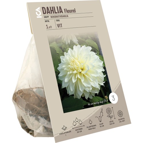 Dahlia Fleurel vit ICA Garden
