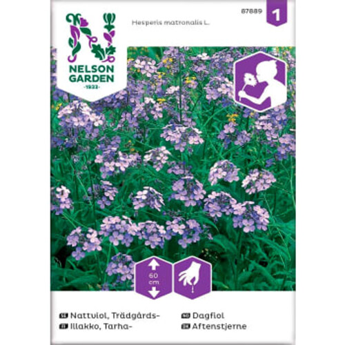 Nattviol Trädgårds Violett 1-p Nelson Garden