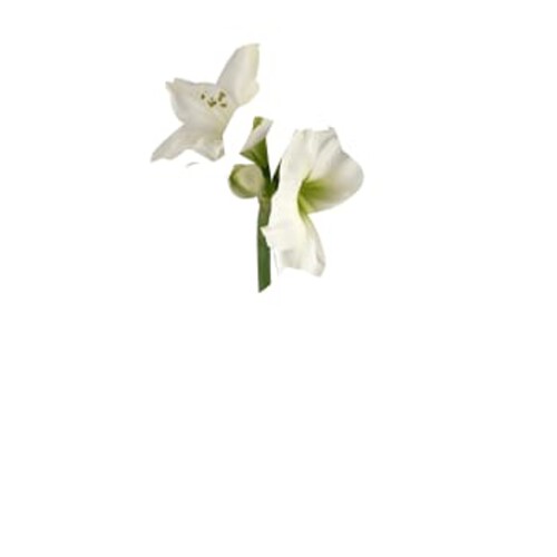 Amaryllis singel 1-p 80cm vit