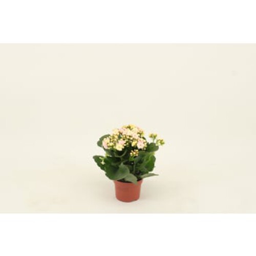 Kalanchoe 10,5cm Höjd 26cm varierande färger