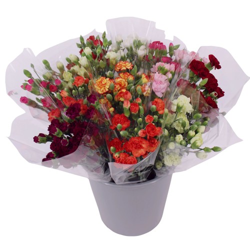 Kvistnejlikor 9 pack 50 cm mix