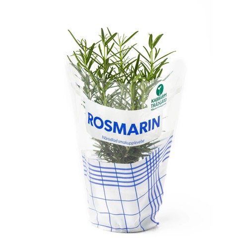 Rosmarin 1-p Kabbarps Trädgård
