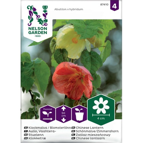 Klockmalva Blomsterlönn bl.färger Nelson Garden